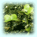 ブロッコリーの芽写真